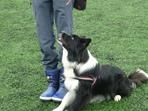 Sportovní den - zahájení, ukázka výcviku psů