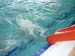 Plavecký výcvik žáků 4.ročníků